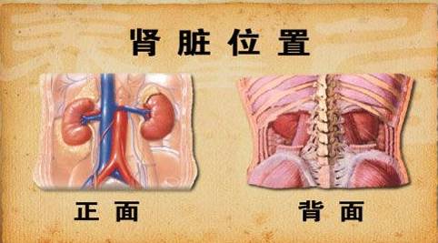 人体左肾位置图图片