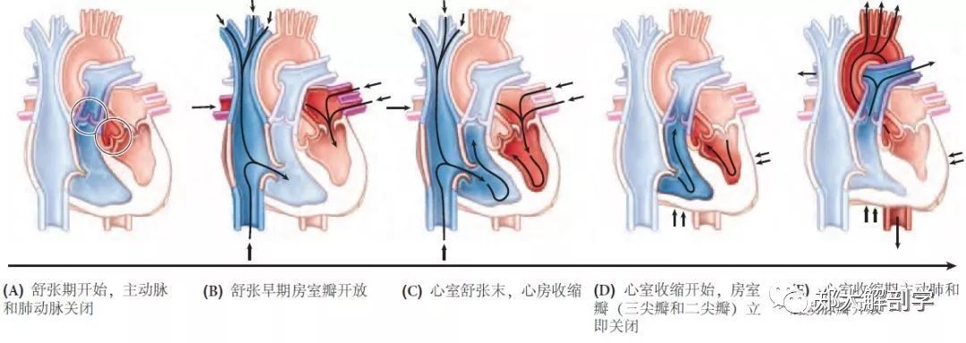 两个房室(av)泵的同步活动构成心动周期