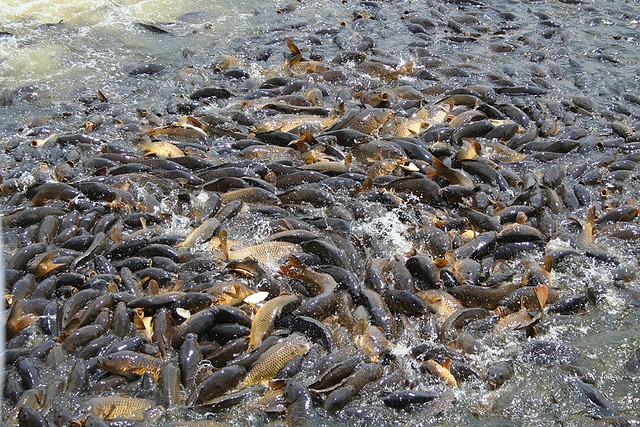 河里这种鱼泛滥成灾连泄洪通道都堵了让人堪忧