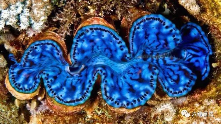 世界上最大贝壳,有"食人蚌"之称,却被车成珠子,已成易危物种