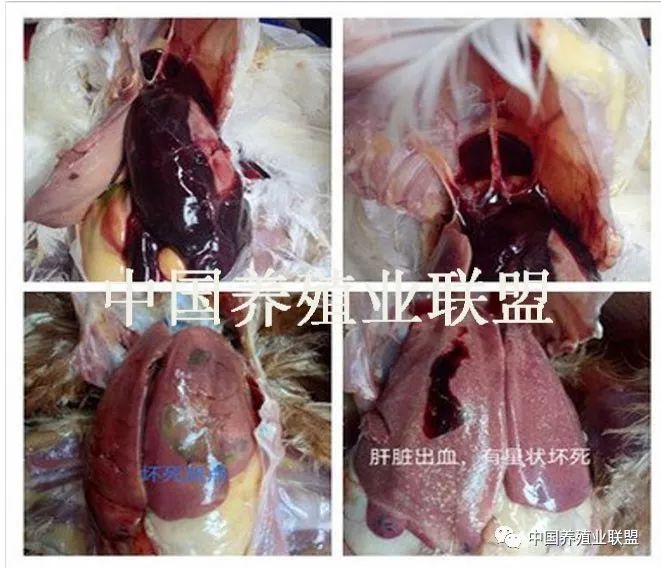刘思当教授:家禽肝病的病因分析及防控措施_肝脏