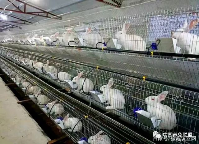 介绍一种养兔用铁丝网兔笼结实耐用使用简便