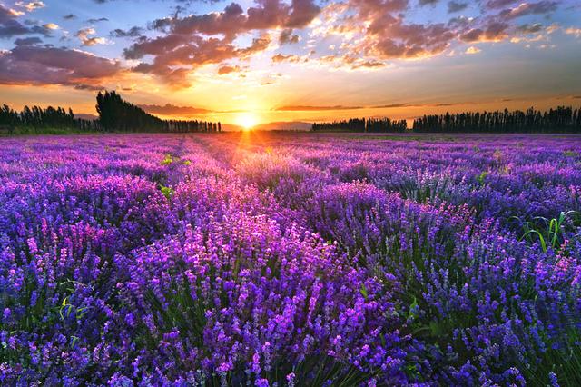 2020给我你的手,带你去看浪漫爱情花海,以爱之名