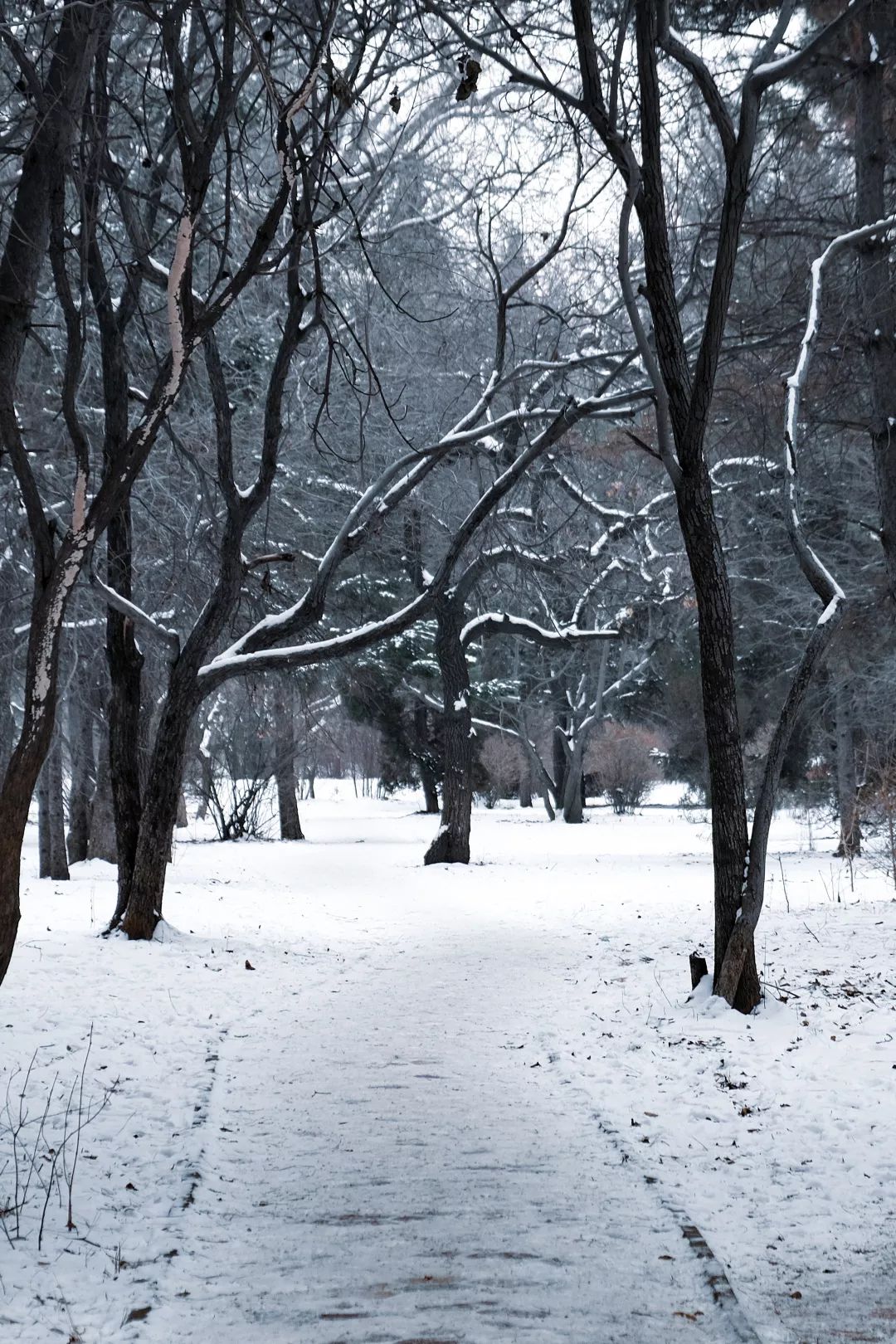是可可爱爱憨态可掬的雪人 是在雪地里孩童般撒野 飘雪的日子不慢不快