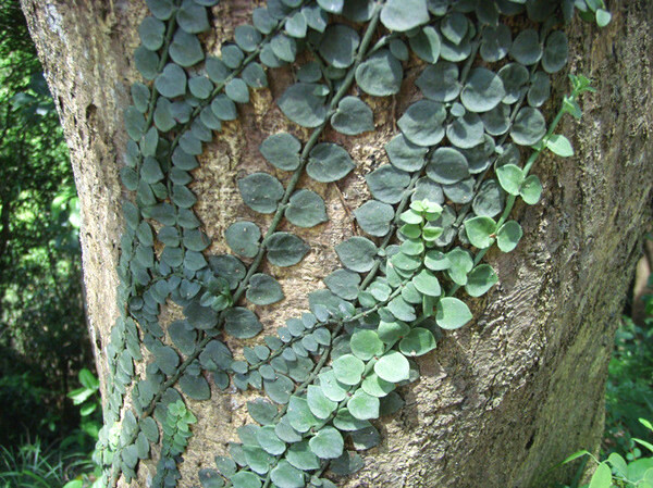 藤萝系甲的八字因组合不同,也有较大的区别_乙木柔