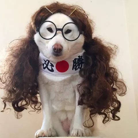 日本一铲屎官晒狗子丑照引围观汪星人我不要面子的啊笑到窒息哈哈哈