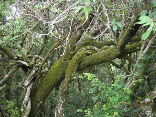 藤萝系甲的八字因组合不同也有较大的区别