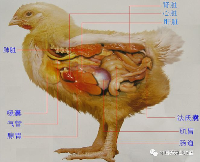 一,鸡鸭的正常肝脏家禽的肝脏较大,大约占体重的2%,位于腹腔前下部,分