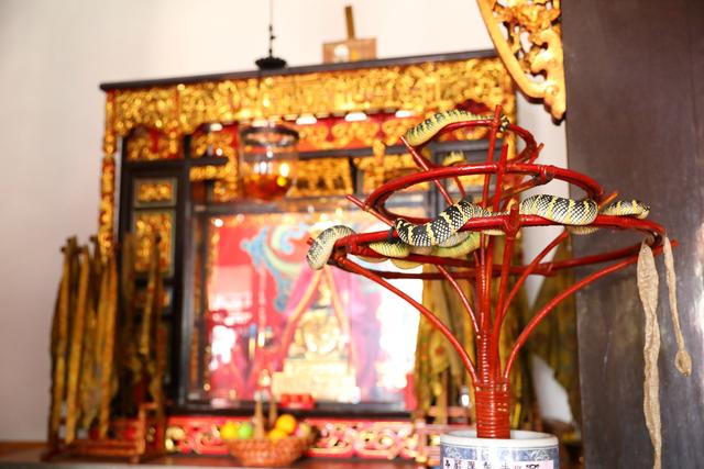 这座蛇庙真有很多青蛇,竟然还与清水祖师有关