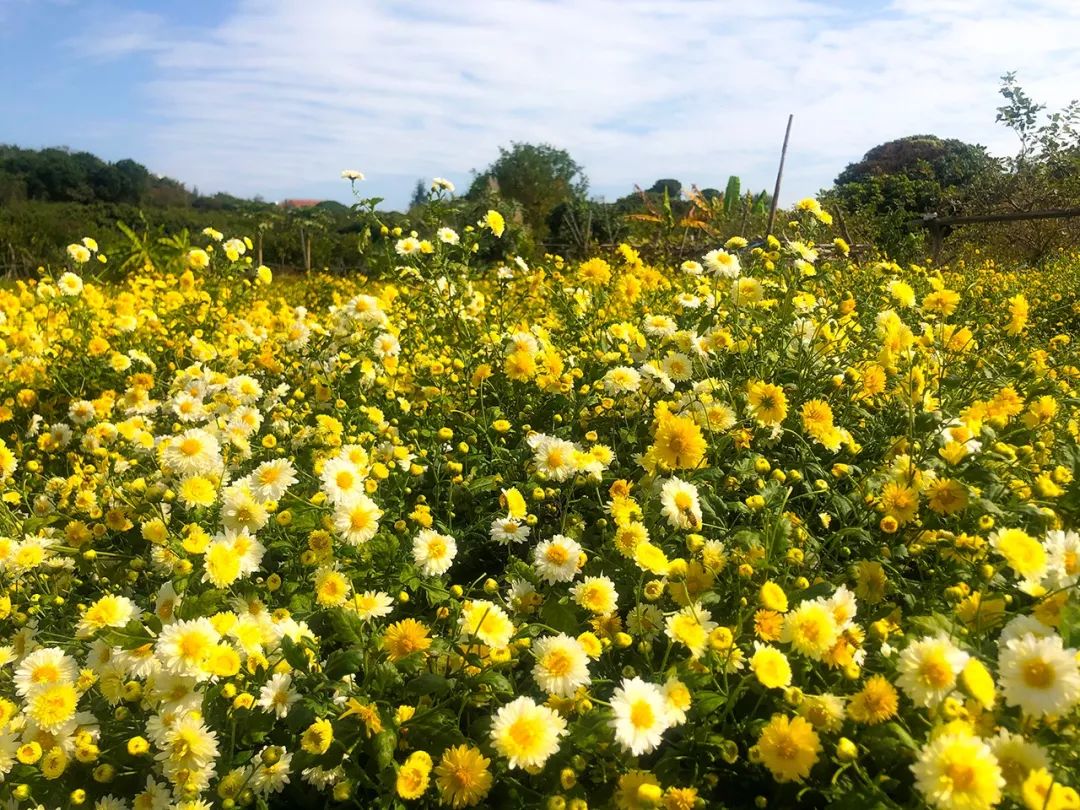 赏花毋远行,采菊东湖乡!_菊花