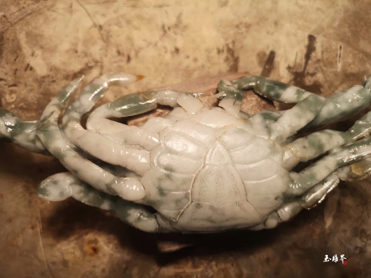 背面各个部分比例精准协调扁长的步足背面全貌360度极致写实的螃蟹,蟹