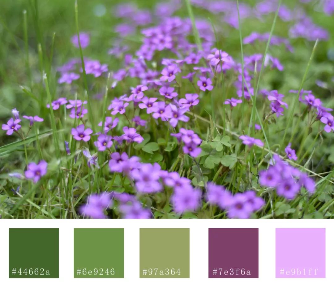 夸这是独一无二的西大色卡