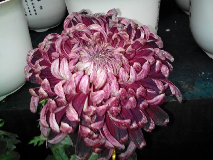 喜欢菊花不如养盆优良名菊墨王饱满大气王者风范