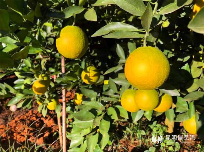 "柑橘院士"邓秀新指导培育 褚氏农业新品云冠橙正式开采