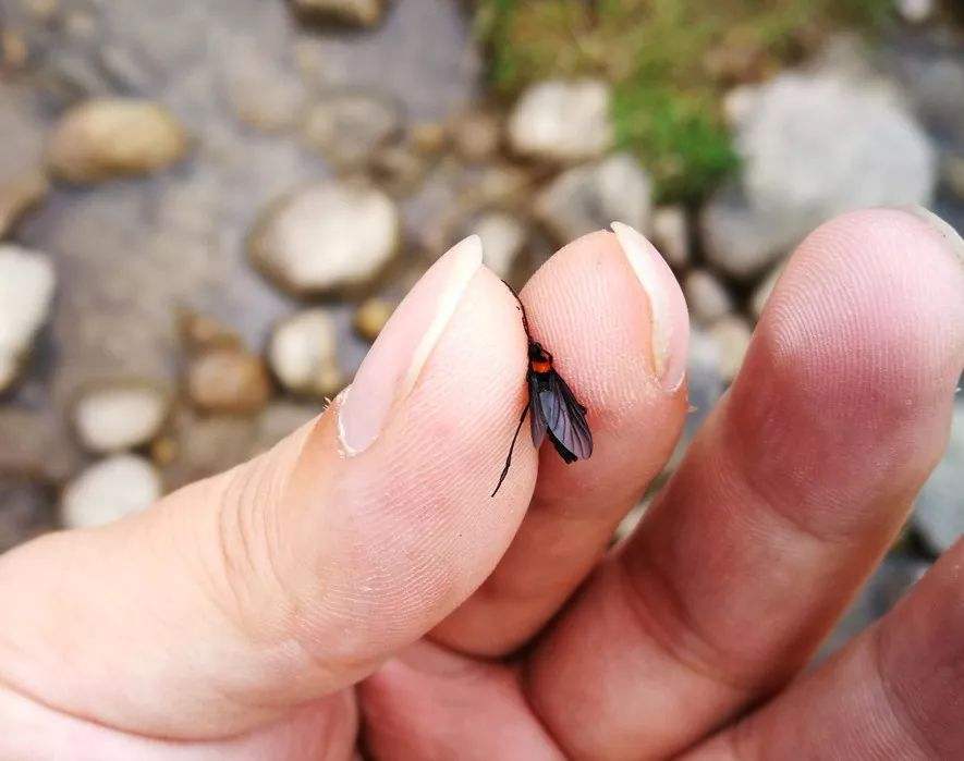 如何预判一只苍蝇的走位徒手捉苍蝇其实很简单