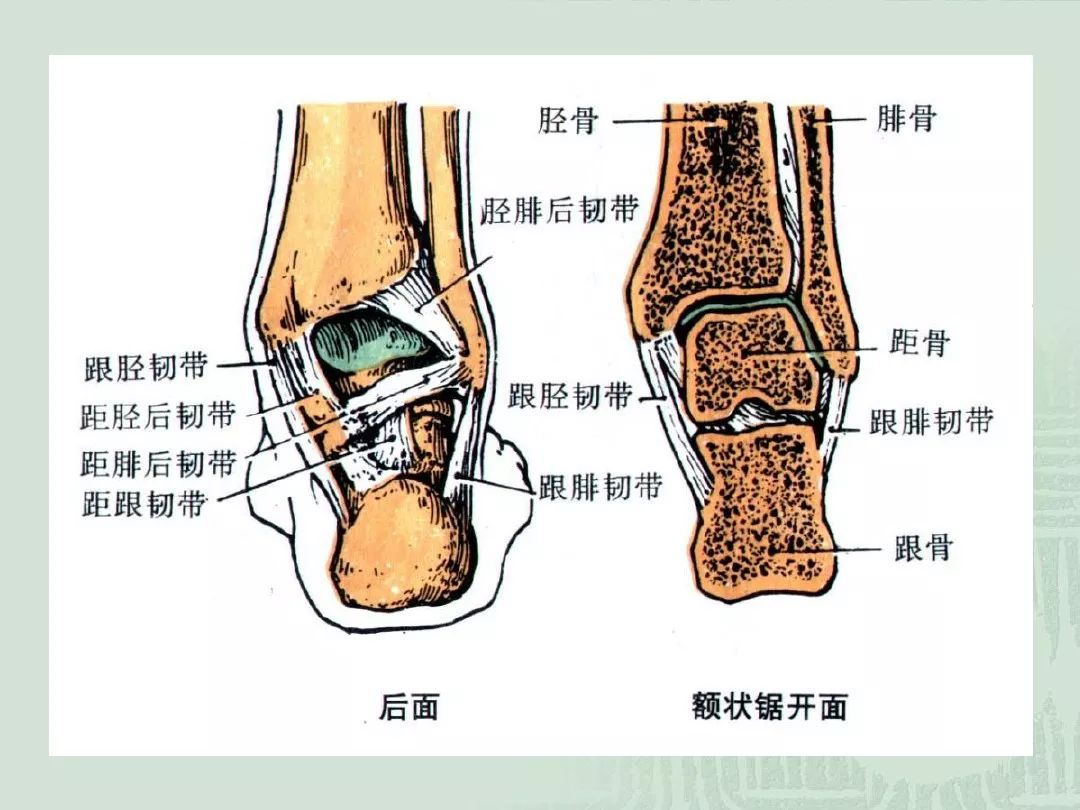 下肢的关节