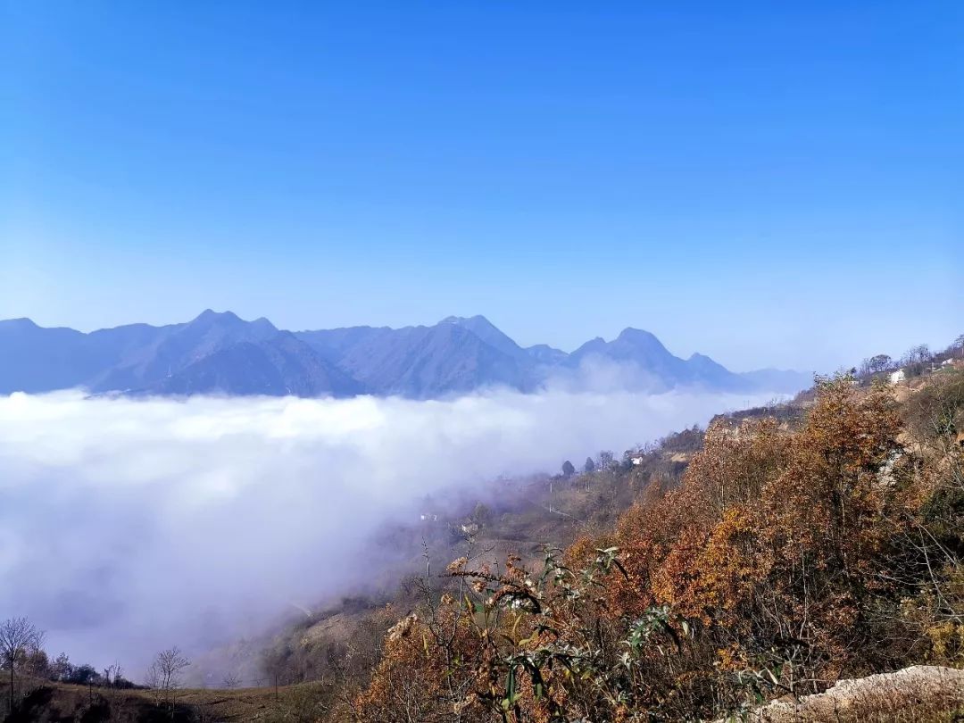 镇安风景图片,梅花图片风景图片_大山谷图库
