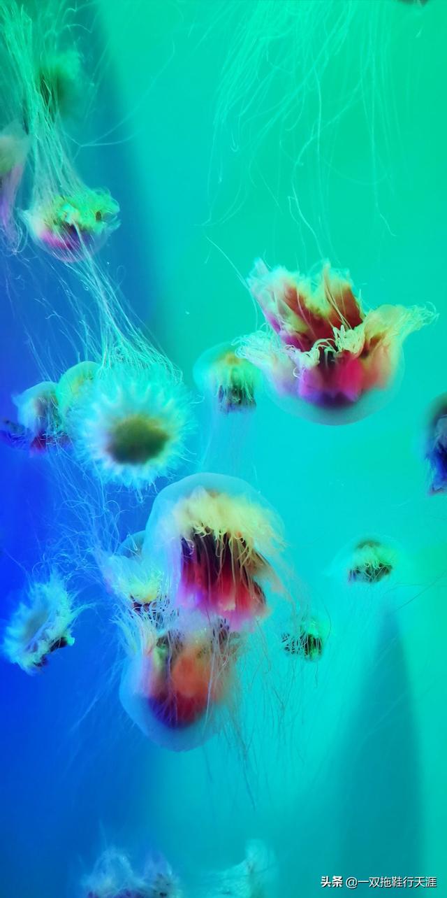 海洋公园就在家门口!上万种海洋生物梦幻集结_水母