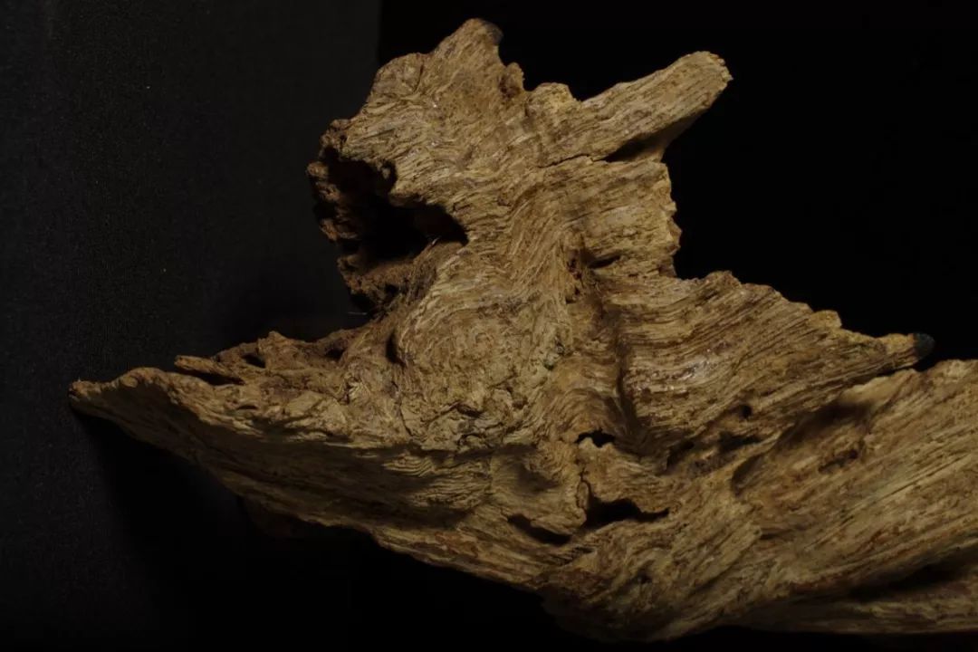 千年沉香,万年土沉!