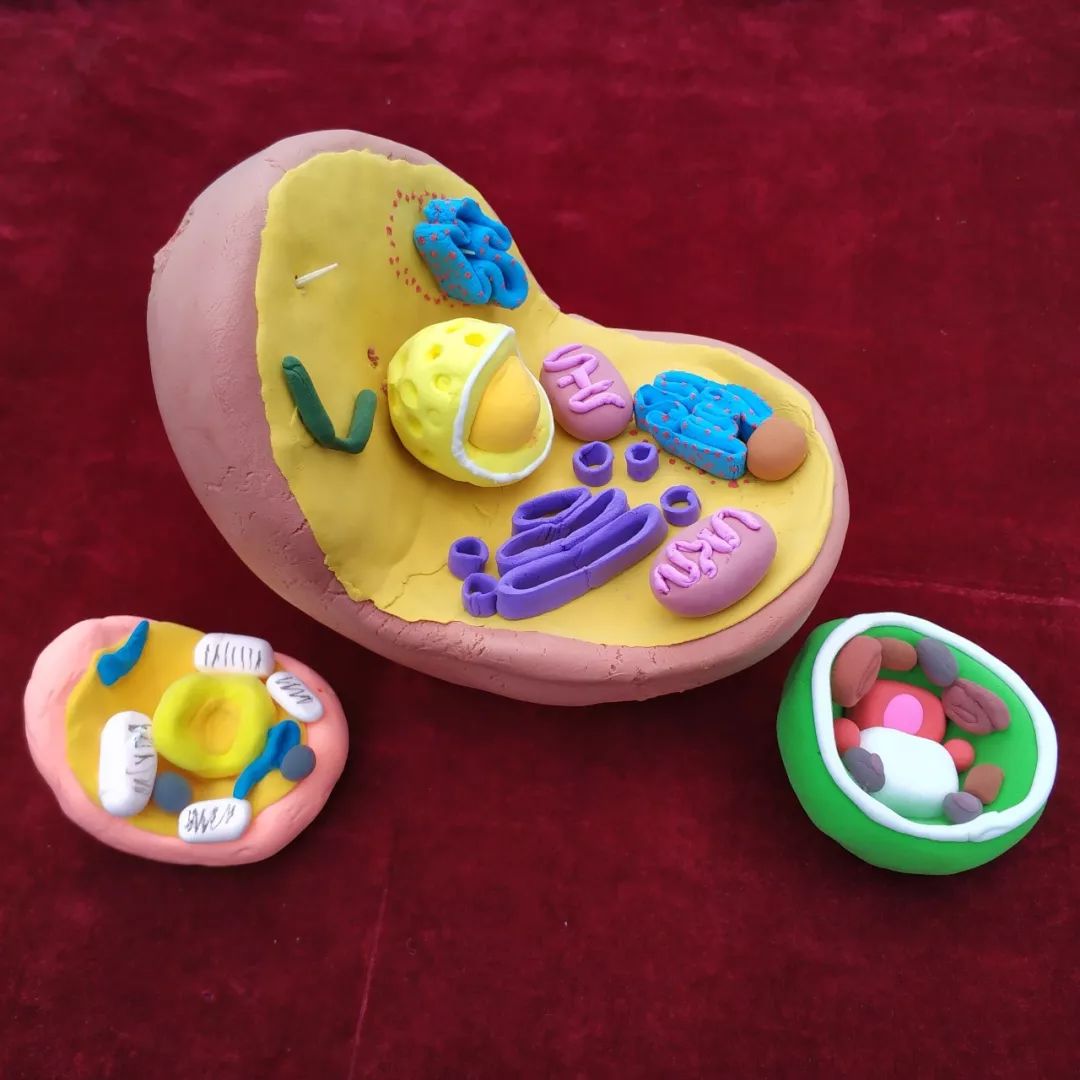 生物课堂拼手工同学们巧手还原生物细胞真面容