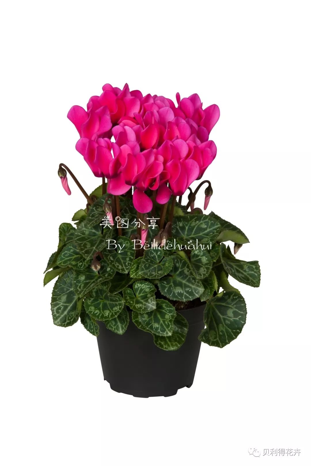 【别愁】气温降到5℃,你能选的盆花品种还有这些!