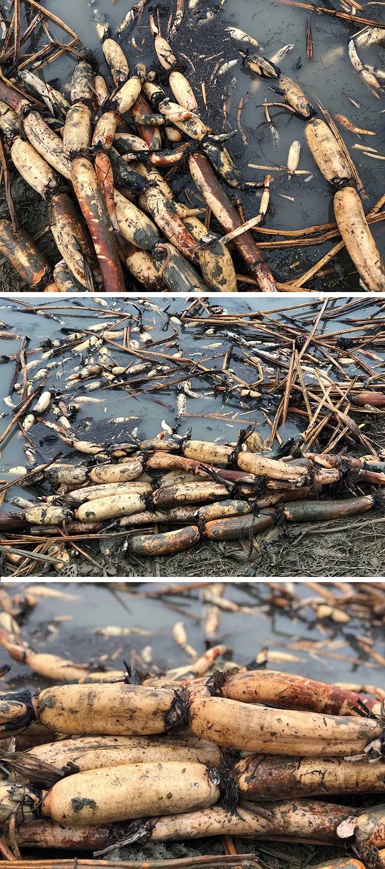 只为淤泥"淘金"一节藕