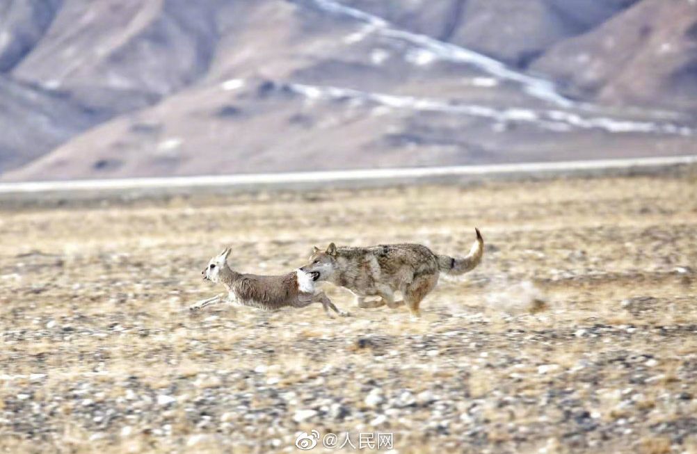 【民和播报】野狼觅食!在青海拍到的一组珍贵镜头.抓获4人!