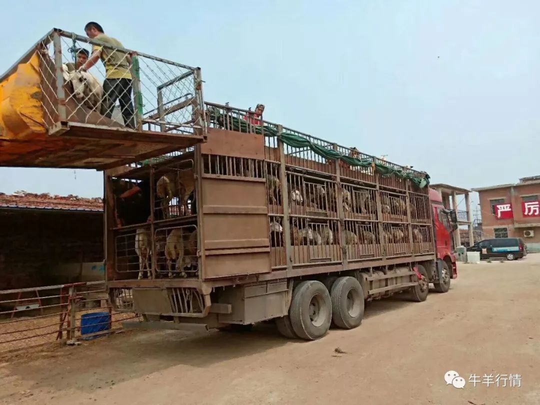 长途运输买羊一定注意这10点