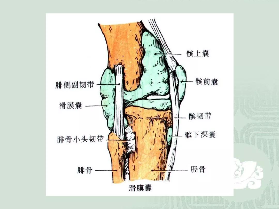 下肢的关节