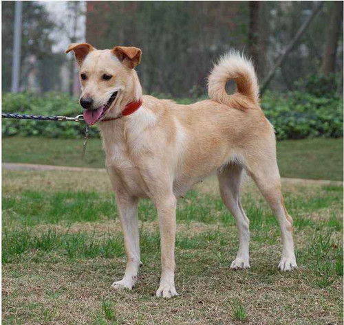 草狗喝多了水会拉肚子吗,喝多水狗狗会拉肚子吗