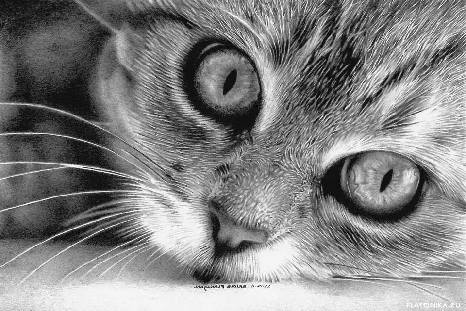 素描动物最全的收集先收藏一波