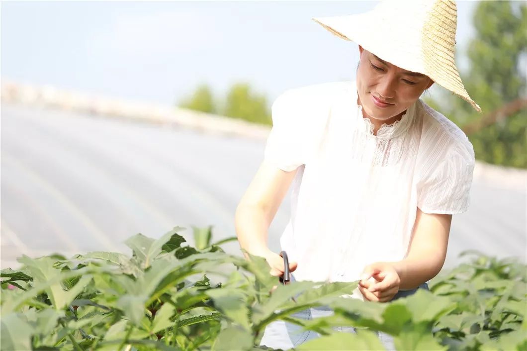 面孔 这位清华女博士后,甘愿顺义当农民_石嫣