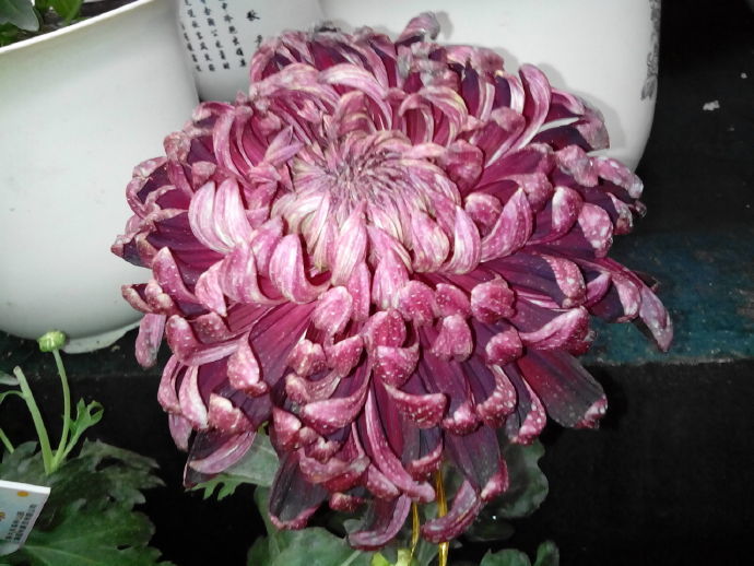 喜欢菊花不如养盆优良名菊墨王饱满大气王者风范