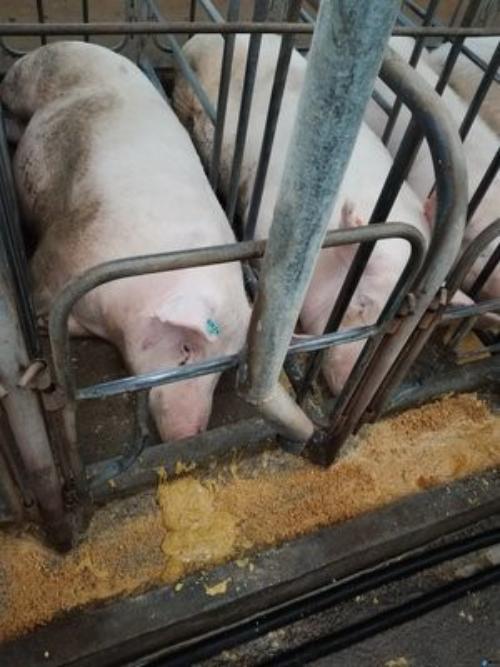 进入冬季母猪低温症要重视真正的病因你找对了么