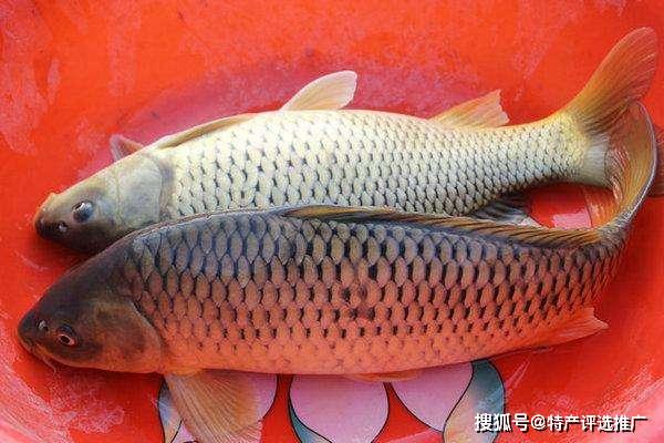 评选活动组委会了解,黄河大鲤鱼,顾名思义就是生活在黄河中的鲤鱼品种