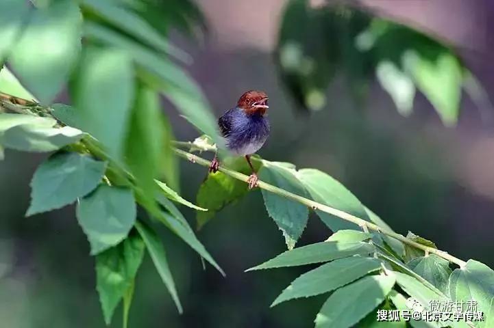 原创诗歌夜莺的绝望组诗诗如我