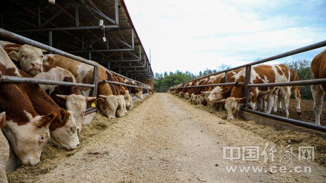 圖為養殖場牛棚 經濟日報-中國經濟網席田亮/攝