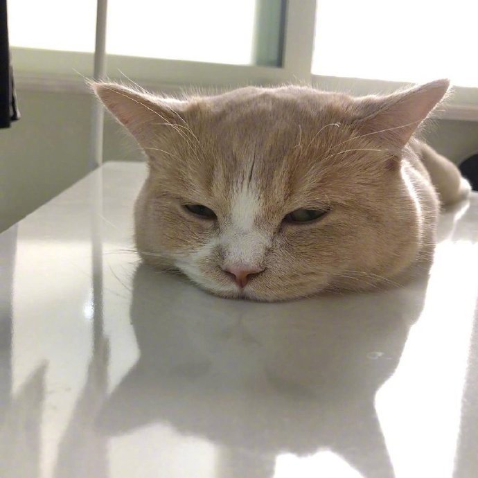 年度最傻猫,这下玩大了吧