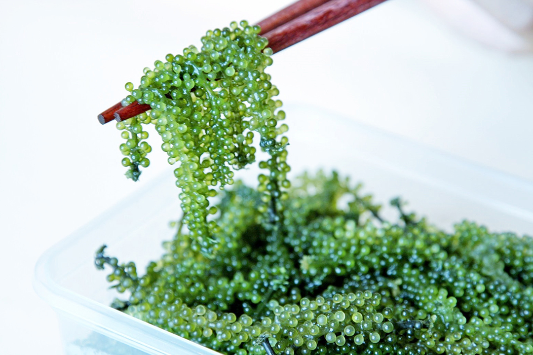 冬季必吃的海葡萄是什么挑选料理保存一篇看懂