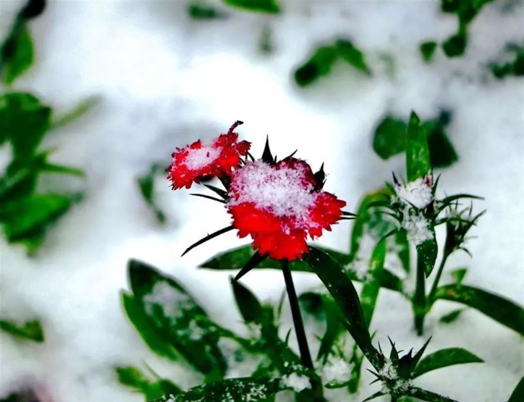每日一歌雪红花