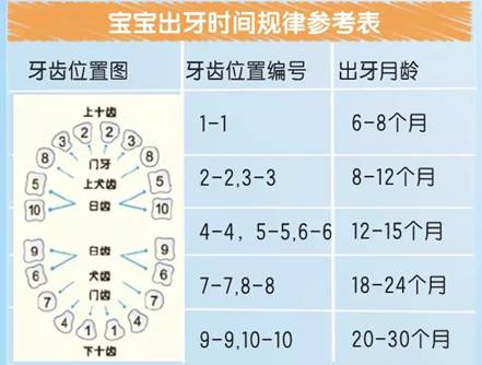 出牙的顺序也可能是无规律的,可能会先出上牙,也可能牙齿不是成对萌出