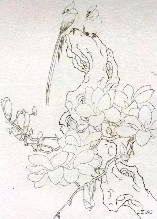 国画教程工笔画绶带鸟玉兰绘画步骤教程