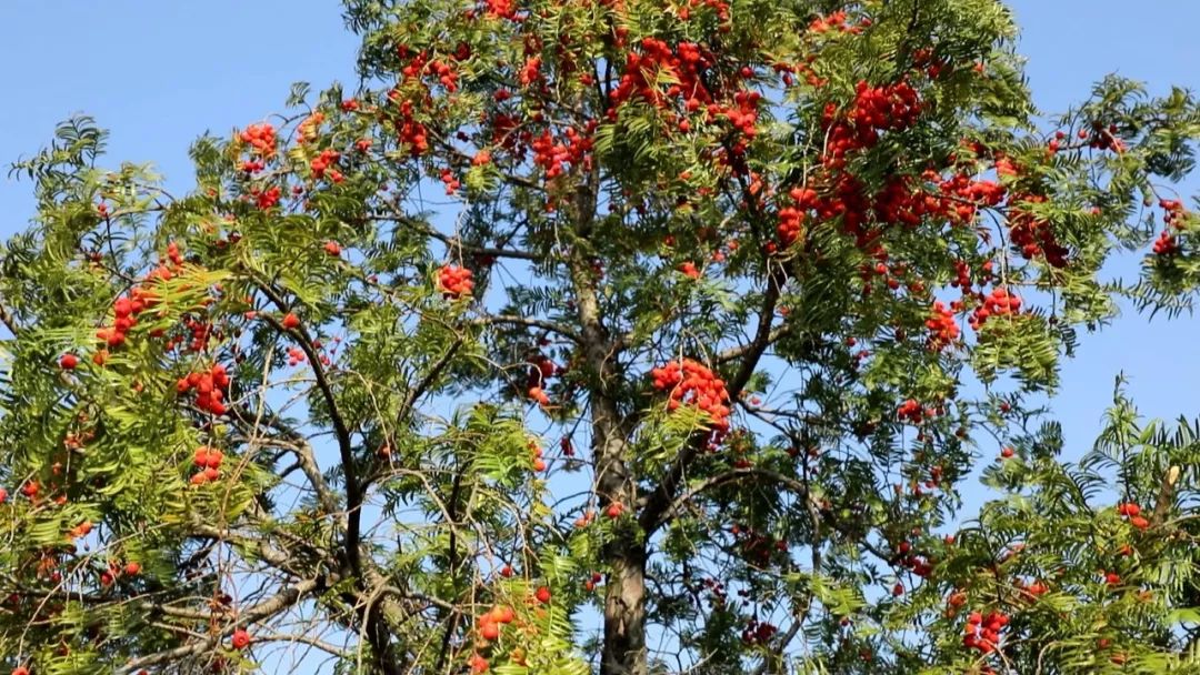 和种植资源保存功能,辰山植物园特别引进了南方红豆杉栽种于植物园内
