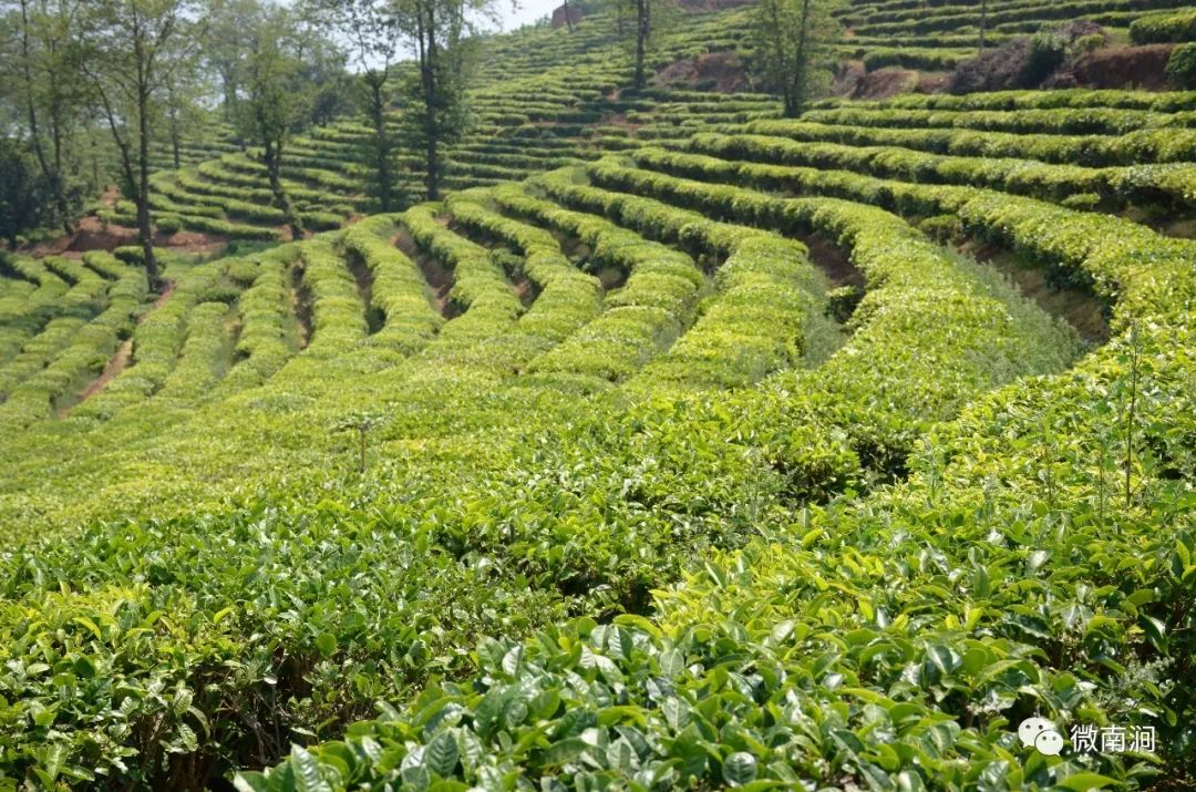 鲜甜醇爽专家这样评价南涧的茶叶