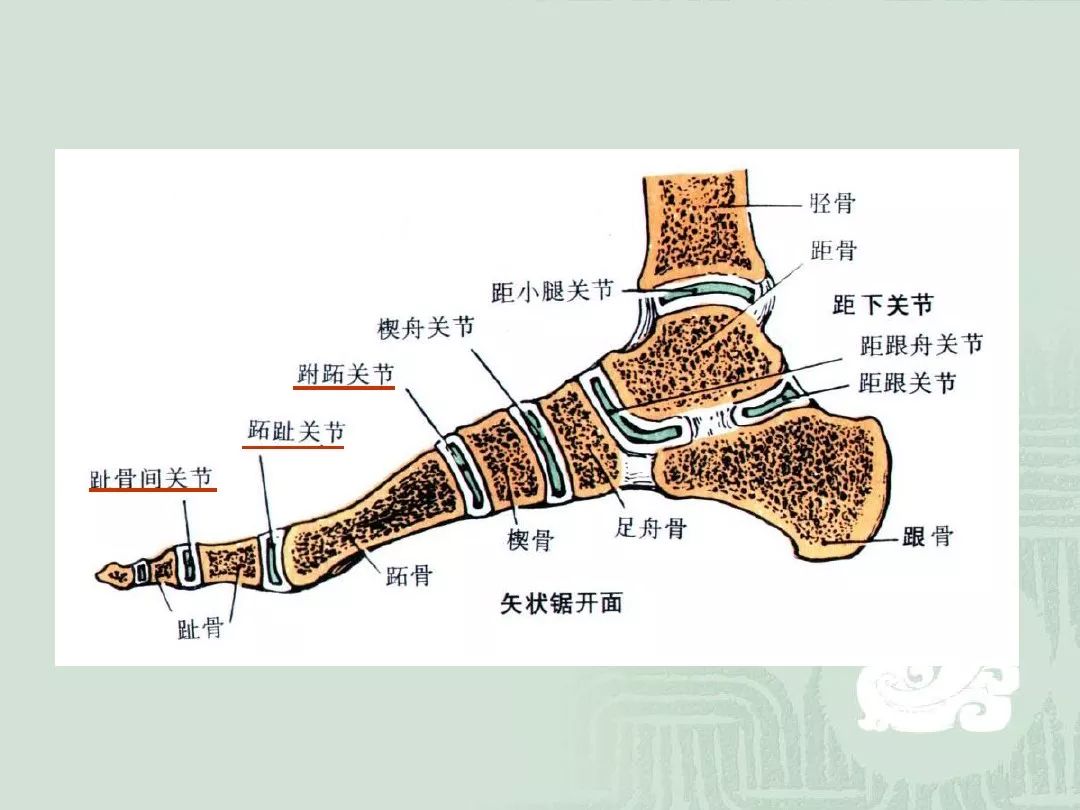 下肢的关节