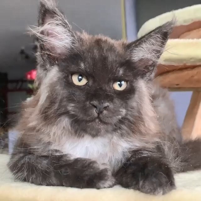 原创缅因猫天生臭脸皱眉头表情超有戏被封人脸猫
