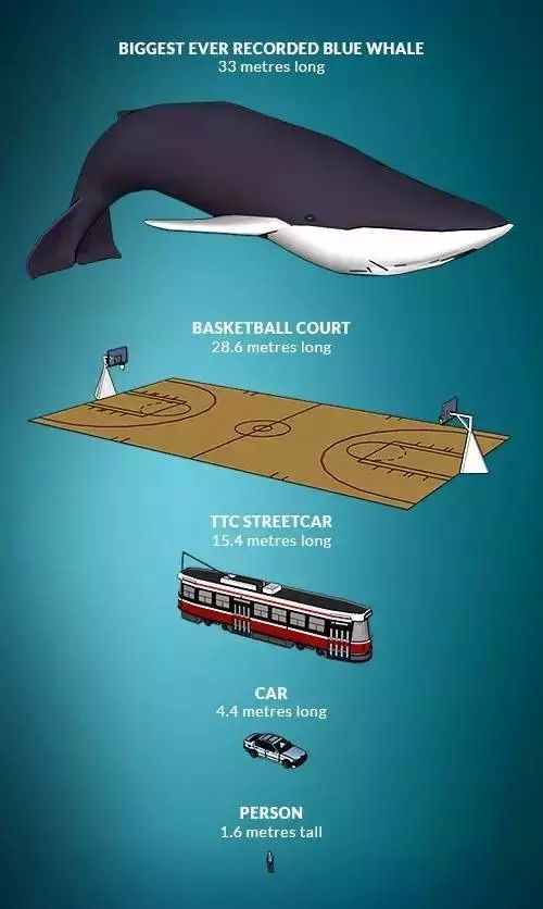 蓝鲸请控制你的体型你的心脏已经抗议了