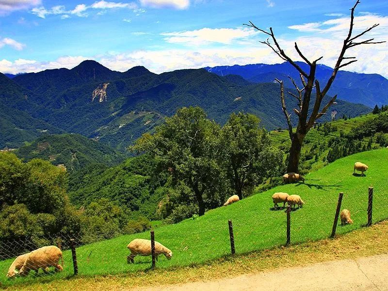 冬天远山积雪,又是另一番景致,耐人寻味;每个时节,清境农场都有季节