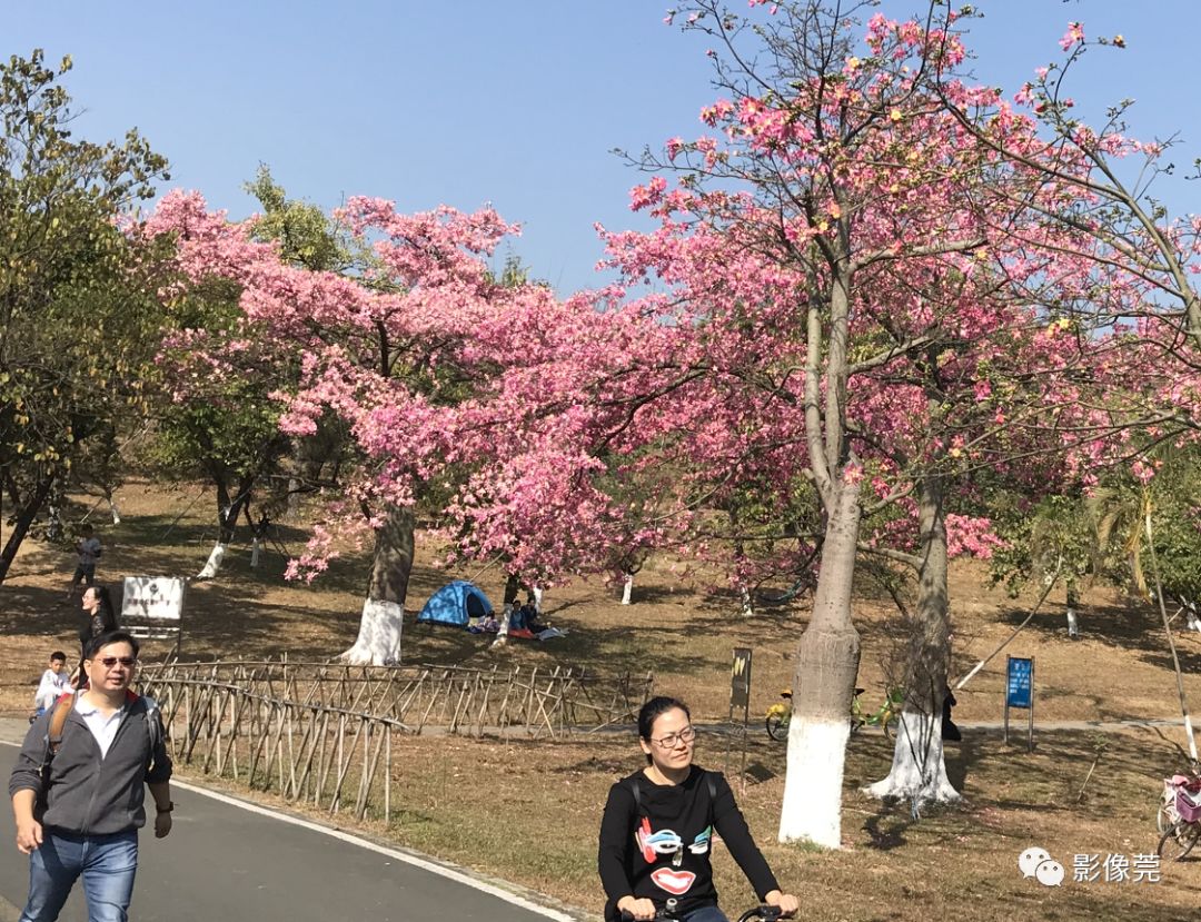 劉思容 攝成為人們打卡聖地松山湖的這片粉紅花海每年的12月左右帳喬