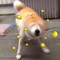 240_240gif 动态图 动图